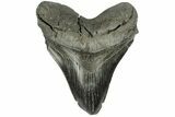 Bargain, Fossil Megalodon Tooth - South Carolina #168224-1